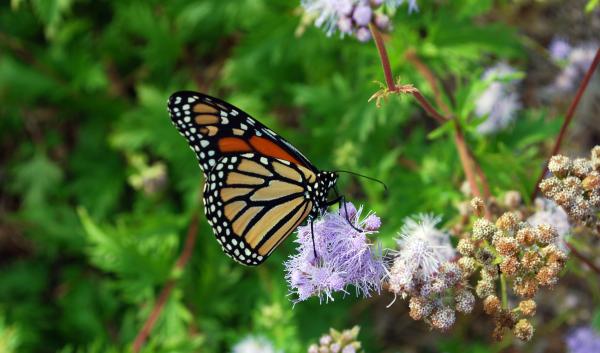 Monarch butterfly with wings closed sitting on purple flower