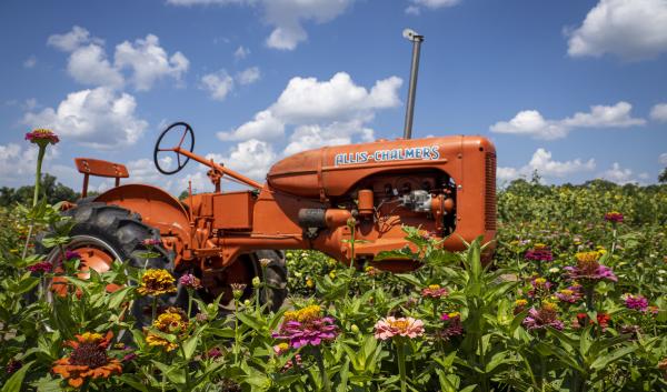 Flowers and Tractor
