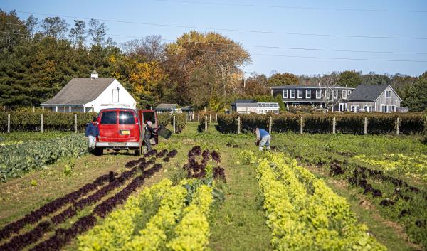 Sang Lee Farms, in Peconic, New York, transitioning to third generation, grows more than 100 varieties of specialty vegetables, heirloom tomatoes, baby greens, herbs.