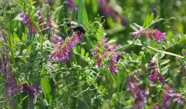 In addition to improving soil health and reducing erosion, cover crops provide habitat for pollinators.