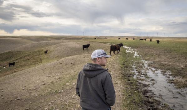 A person in the foreground walks towards a herd of cattle. There is a small area of saturated soil on the ground.