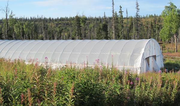 A high tunnel with corn around the outside