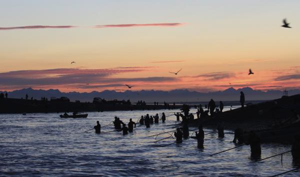 An image of people standing in a river at sunset. Many are using dipnets to fish. Birds fly through the sky above.