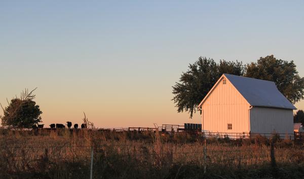 A wooden barn stands on an Iowa farm, while cattle graze nearby. 