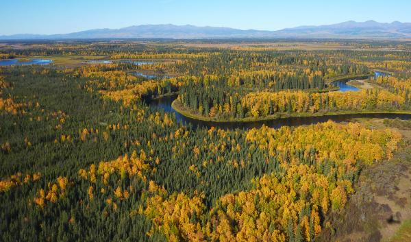 The Yukon river flows sinuously through fall colors of birch, aspen, and spruce trees in front of hills in Alaska. 