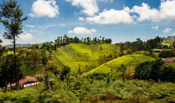 tea plantation mount kenya