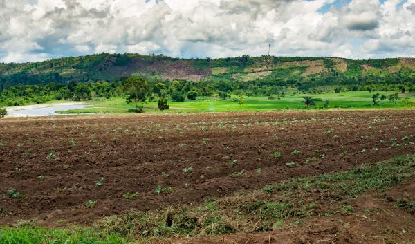 Uganda farm