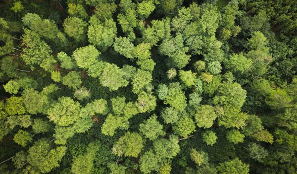 Changing forest ecosystem treetops from the sky