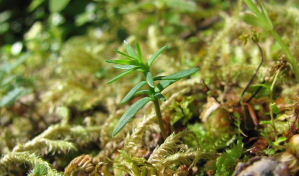 A small yellow cedar seedling pops out of mossy soil
