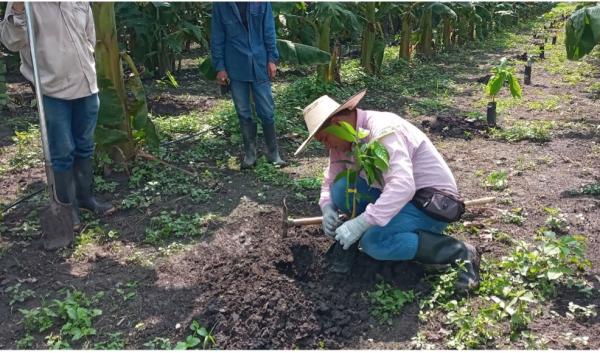Establishment of a cacao plantation on CIAT’s campus for CfP cacao gene editing activity. The cacao plantation is intercropped with banana as part of an agroforestry management system. 