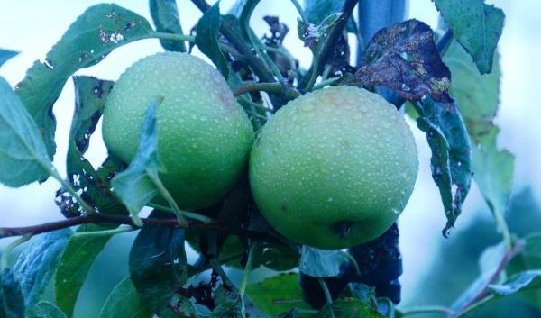Crispy green apples: Midwest CHU Newsletter, Webinars and Meetings info 