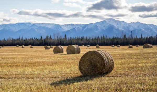 Round bales of hay sit in a field with snow covered mountains in the background