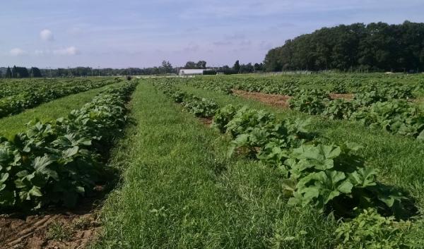 Teff seeded between rows of pumpkins at URI’s agronomy farm. Photo by Dr. Rebecca Brown.
