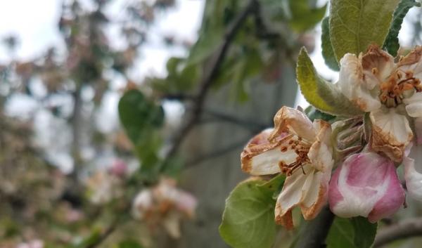 Apple blossoms damaged by a freeze event on May 9, 2020, in Berrien County, Michigan. Photo credit: by Mike Reinke, Michigan State University Extension.