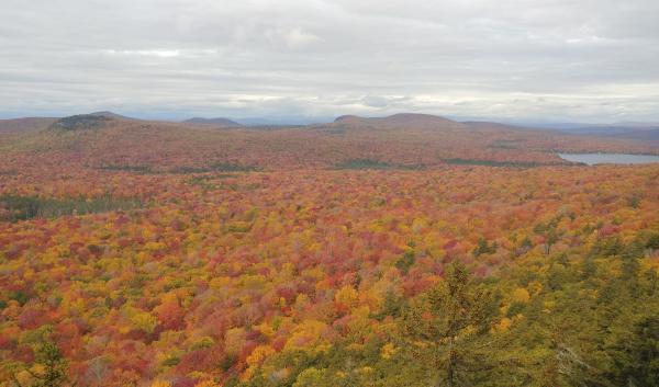 Vermont’s forests are dominated by middle to older-aged Maple/Beech/Birch established between 1920-1960.