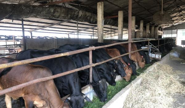 Beef cattle at Nong Lam University research center are being used to evaluate the ration formulation software.