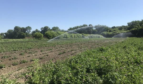 Potatoes irrigated with a solid set system in Burlington VT