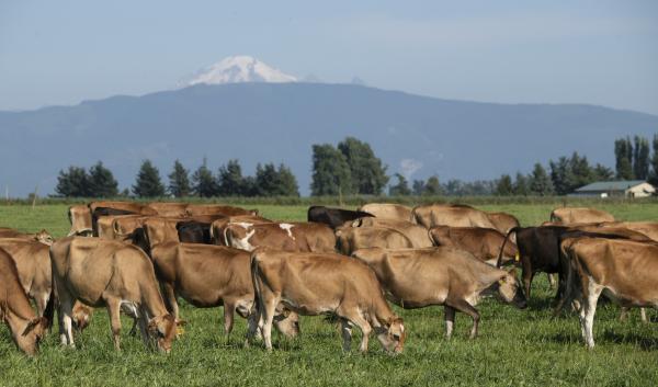 A dozen brown cows graze a green pasture. Mt. Baker stands in the background capped in snow.