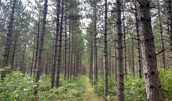 Trail through a forest.