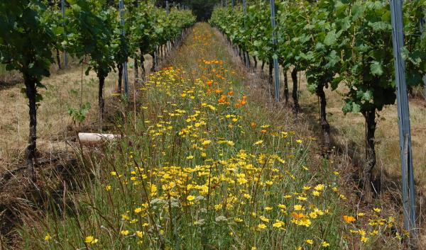 A row of yellow flowers and grass are surrounded by two rows of grape vines