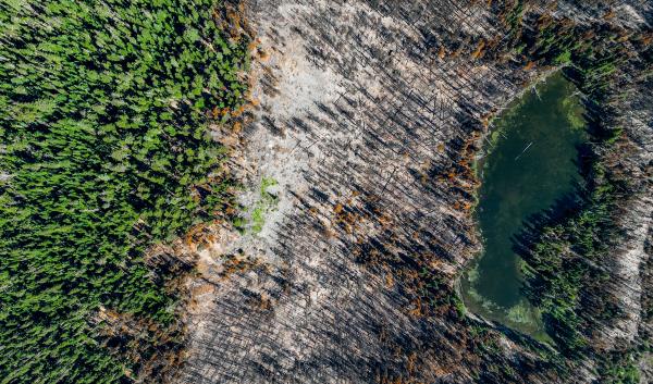 An aerial image. Green conifers cover half the image, while the other half of the image consists of burned trees surrounding a green lake. 