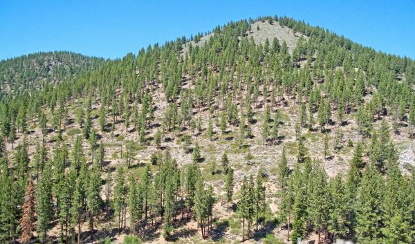 Reforestation in the Lake Tahoe area