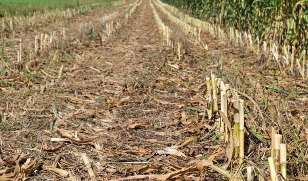 Roller crimping cover crops and keeping the soil covered and no-till drilling corn into the soil as seen in this picture has many benefits. 