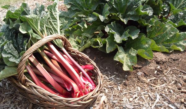 Bushes Bunches Produce Stand has been growing its rhubarb since the 1950s