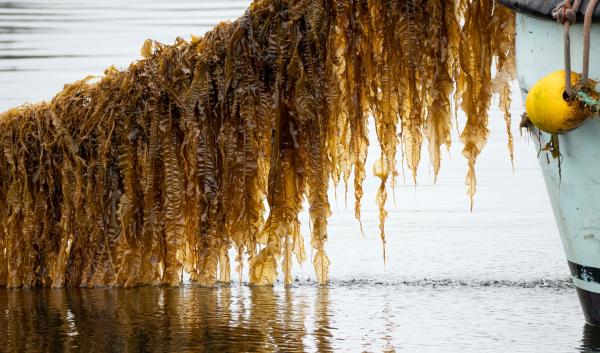 Ribbon kelp hangs on a line over a body of water in Alaska