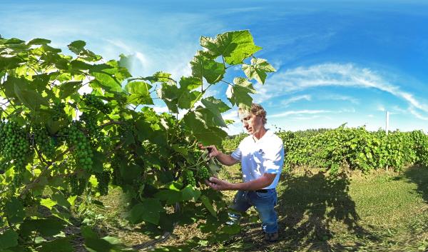 David Handley, Vegetable and Small Fruit Specialist at the University of Maine, takes a closer look at the grapes
