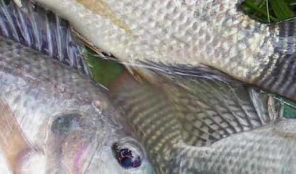 Close-up image of fish.
