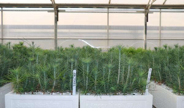 Tree seedlings sit in white boxes at a CALFIRE nursery building