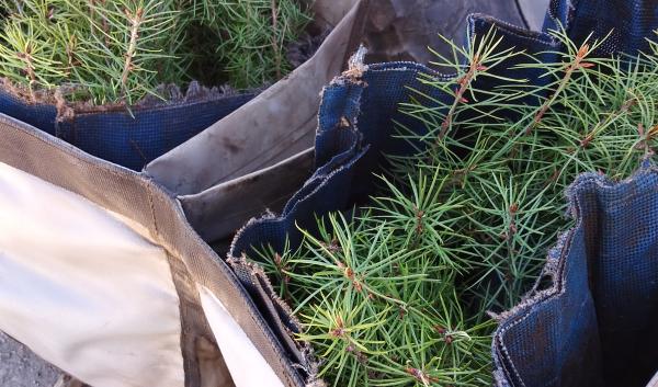 Conifer tree seedlings are kept in insulated bags to keep roots cool during a reforestation project on the Colville National Forest. 