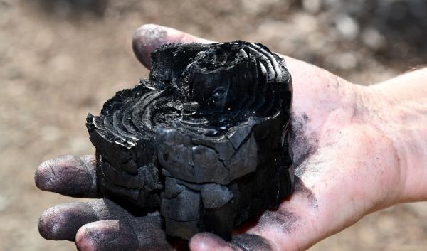 A hand holding biochar from a tree