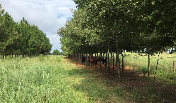 Cattle using shade trees to stay cool in a silvopasture field