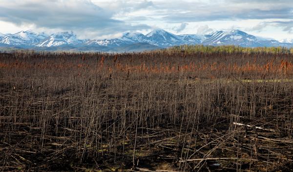 A forest of burned trees stretches out in front of mountains on the Seward peninsula. 