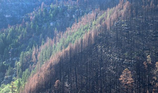 Burned conifer trees on a mountainside after the Tinder Fire, Coconino National Forest