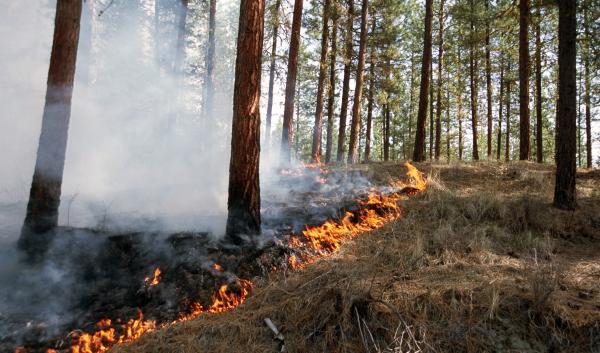 A prescribed fire burns through a ponderosa pine stand.