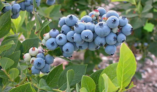 Blueberries, by Mark Ehlenfeldt, USDA_ARS