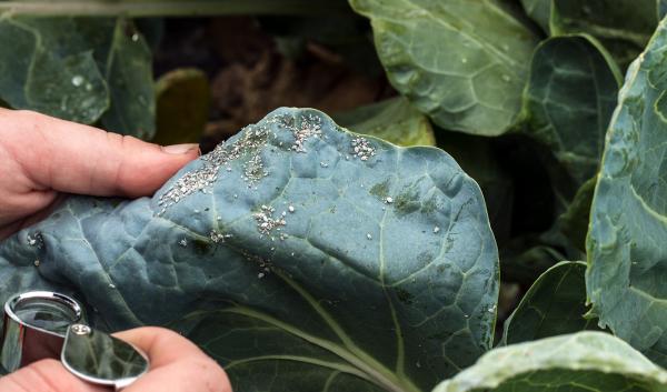 aphids on Brussels sprouts