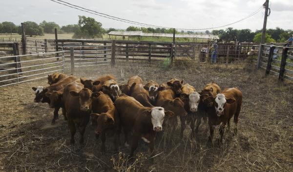 Cattle awaiting immunization by Bob Nichols is licensed under CC BY 2.0