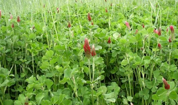 Crimson clover cover crop