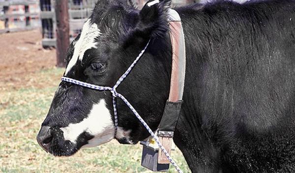 Cow equipped with GPS Collar