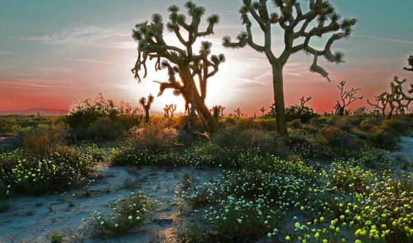 Desert in spring by Rennett Stowe is licensed under CC-BY-2.0