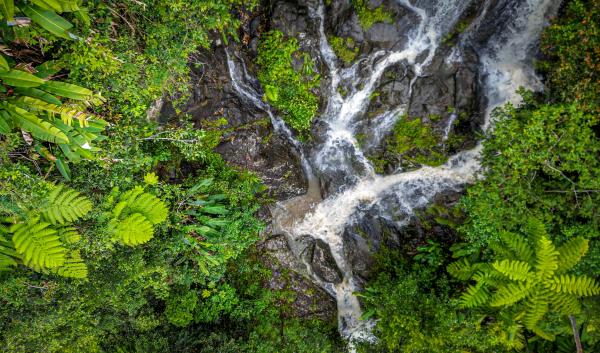 El Yunque rainforest waterfall with greenery