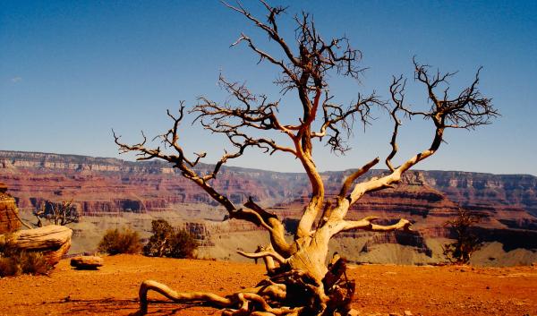 Grand canyon and dead tree