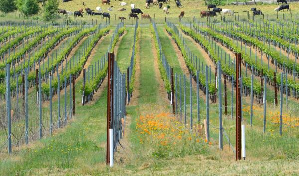 Vineyard with rows of flowers to support pollinators