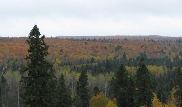 Landscape shot of low lying trees.