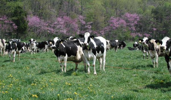 Hertzler cows grazing in spring