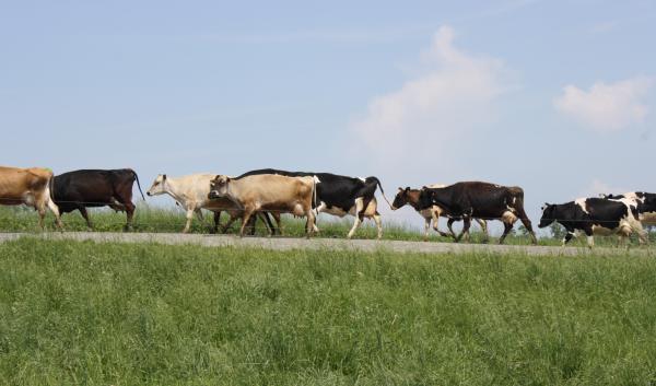 Cows on pasture laneway